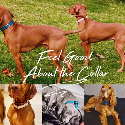 Custom Velvet Pet Collar